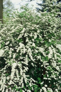 Spiraea × cinerea 'Grefsheim'