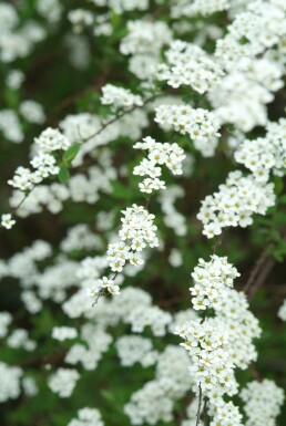 Spiraea × cinerea 'Grefsheim'