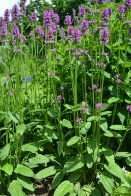 Stachys monieri 'Hummelo'