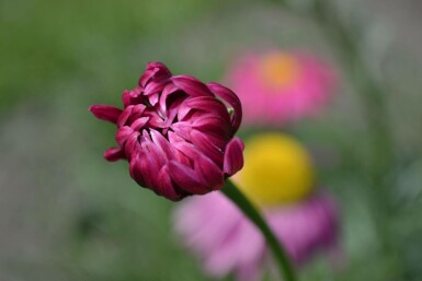 Tanacetum coccineum 'Robinson's Red'