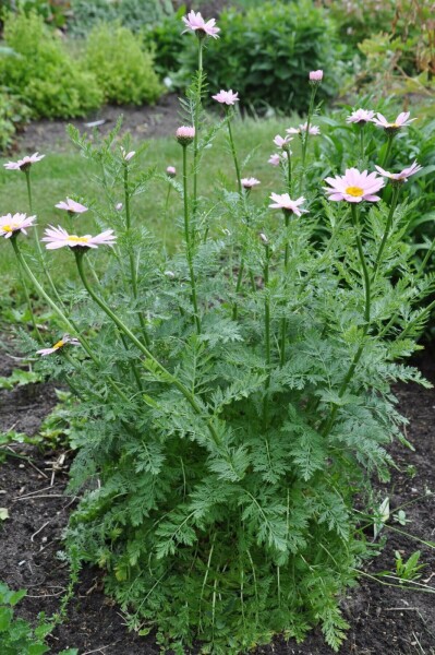 Tanacetum coccineum 'Robinson's Rose'