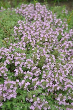 Thymus praecox 'Pseudolanuginosus'