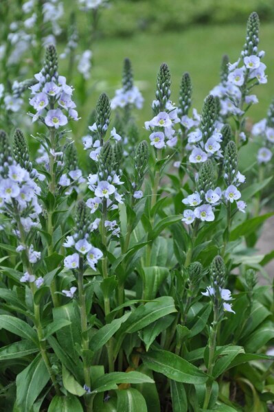 Veronica gentianoides