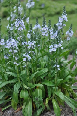 Veronica gentianoides