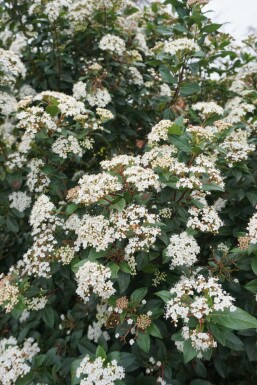 Viburnum tinus