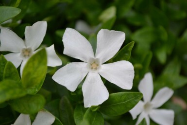 Vinca minor 'Gertrude Jekyll'