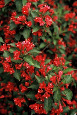 Weigela 'Red Prince'