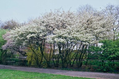 Amelanchier × lamarckii