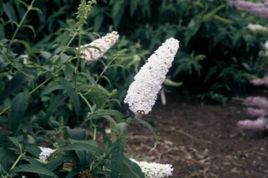 Buddleja davidii 'White Profusion'