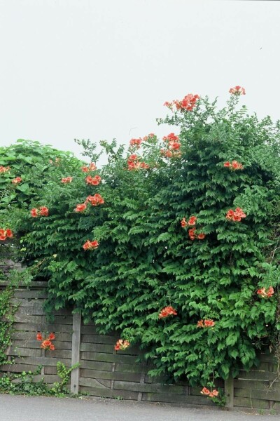 Campsis × tagliabueana 'Madame Galen'