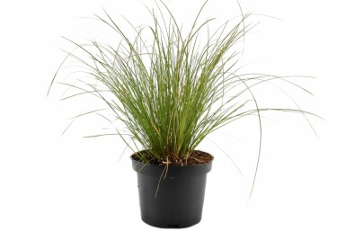 Carex testacea 'Prairie Fire'