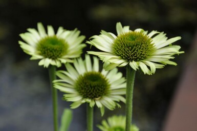 Echinacea purpurea 'Green Jewel'