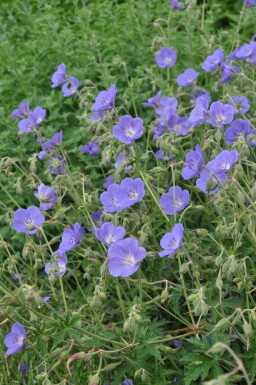 Geranium 'Brookside'