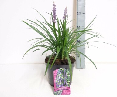 Liriope muscari 'Moneymaker'