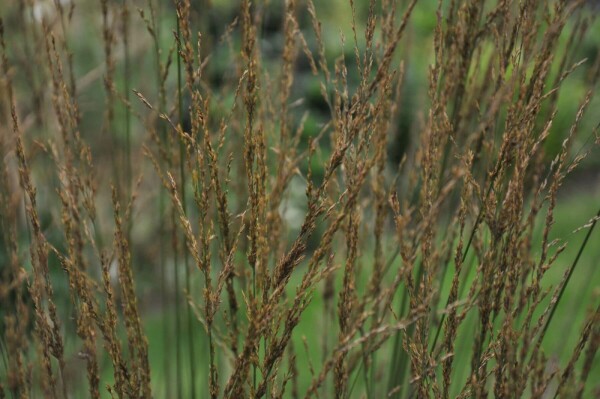 Molinia caerulea 'Heidebraut'