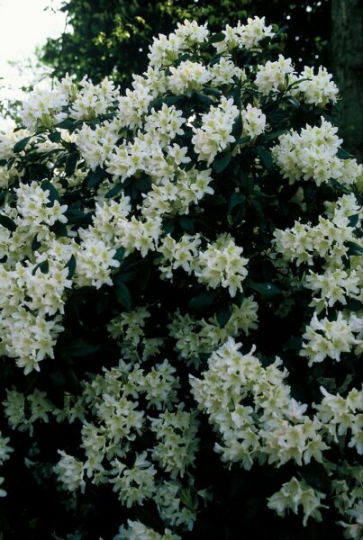 Rhododendron 'Cunningham's White'