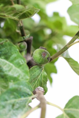 Ficus Carica bonsai 100-125 potte